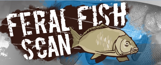 Chris Cleaver with his recently caught and released hybrid cod he likes to call a Murrout (cross between a Murray and trout cod).